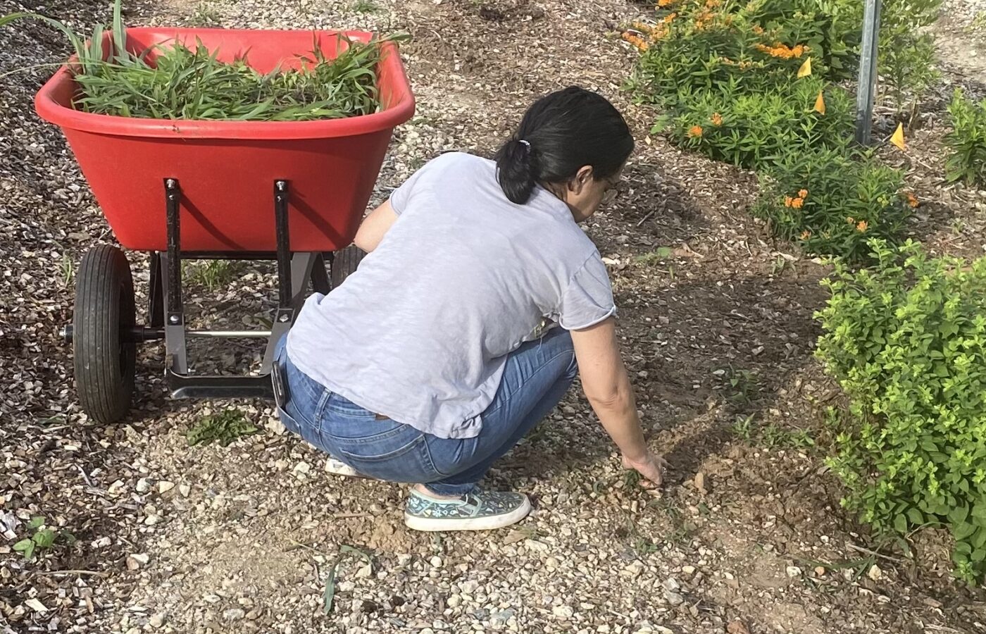 Volunteer working at the pollinator garden