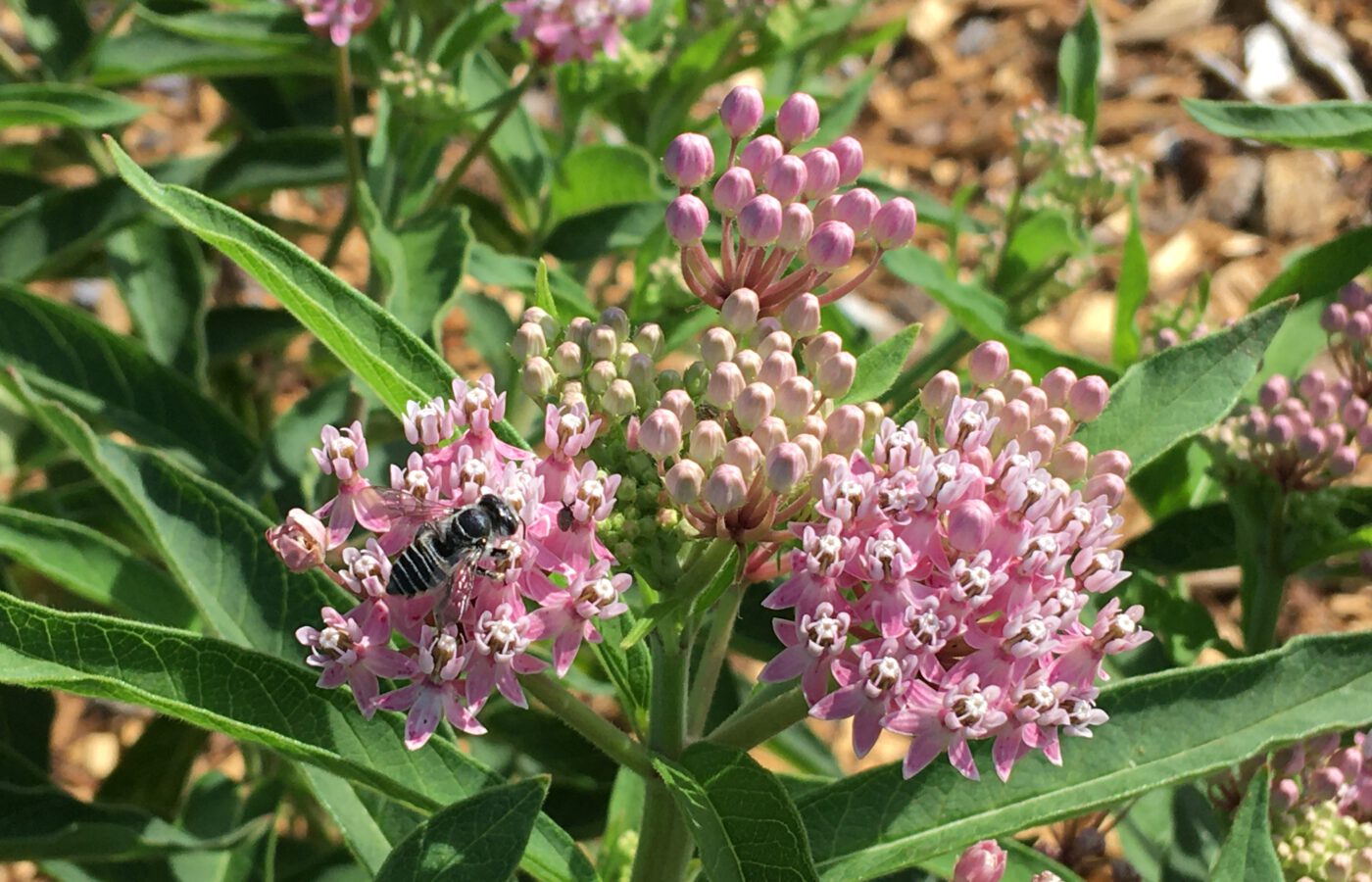 Bee on flower in pollinator garden