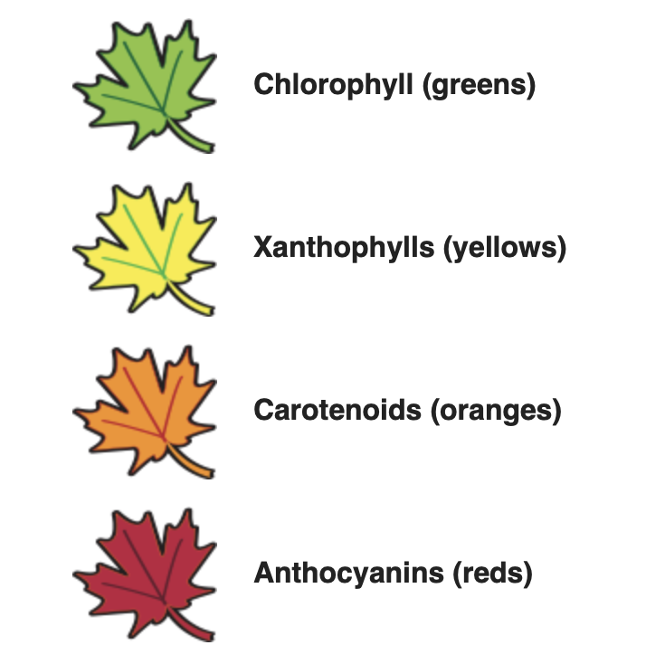 Ask a Naturalist The Science of Fall Color