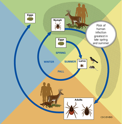 Tick populations are expanding in their range, and tickborne diseases such as Lyme disease are on the rise in every geographical location in the US except Alaska. Climate change and warming temperatures create perfect conditions for ticks to survive in new locations. 