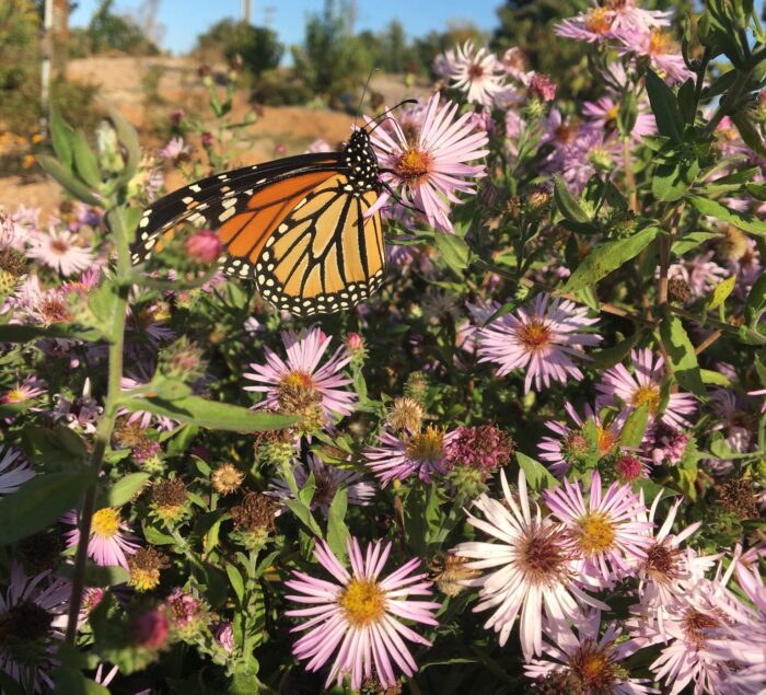 Did you know that the Gateway Nature Preserve is an ecoEXPLORE Hotspot? This means that it is a great place to explore and submit wildlife observations that are especially helpful to scientists. ecoEXPLORE has over 500 Hotspots across North Carolina. It is so exciting that we can have such a place right in the middle of the city!