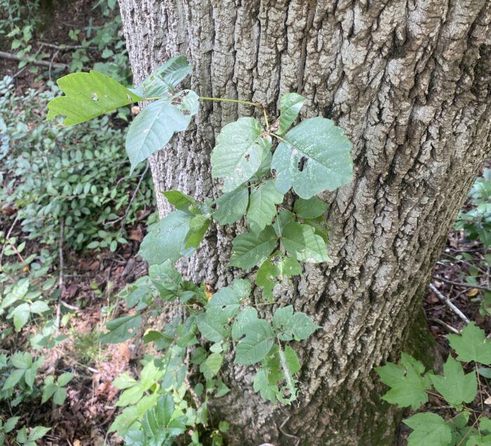 Have you ever gone on a hike and returned home feeling itchy and developing an unexpected rash? If so, you might have encountered poison ivy! People of all ethnicities and skin types are at risk for developing poison ivy dermatitis. Poison Ivy grows in most of the United States except for Alaska and Hawaii. It can grow as a vine or a small shrub. You can identify it by looking at the leaves. “Leaves of three, leave them be.” 