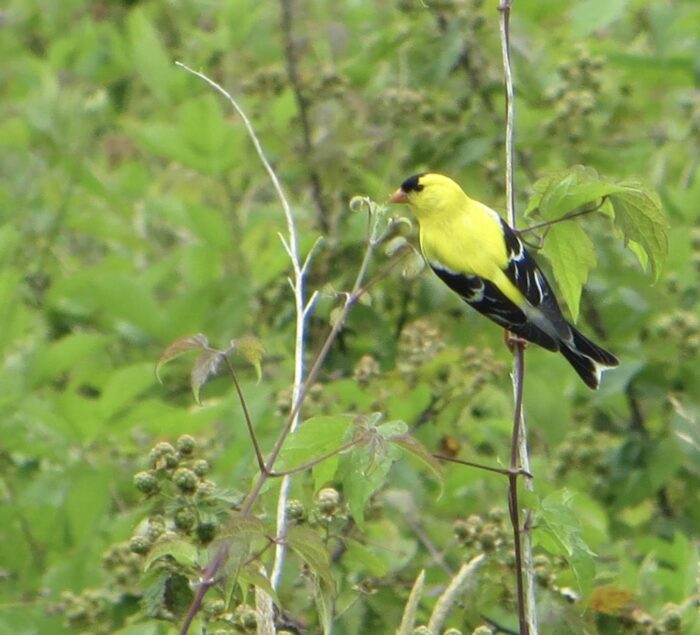 Did you know that there is a new accessible birding platform at Gateway Nature Preserve? Visit the southern meadow area to access the platform and see how many of the following birds you can observe and hear.