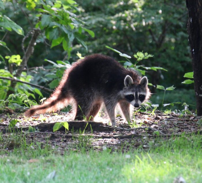 Mammalogy is the study of warm-blooded vertebrates that have hair or fur, produce milk to feed their young, and have more complex brains than other animals. Some of the mammals you can observe at Gateway Nature Preserve include but are not limited to: Virginia Opossum, Raccoon, and Gray Squirrel. 