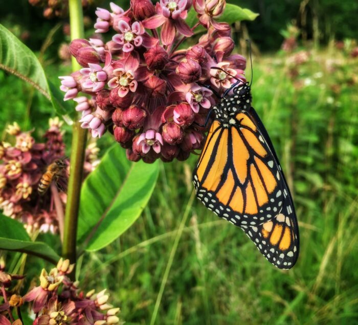 Due to heavy habitat decline, Monarchs are close to being considered a “threatened” species, but there is a lot we can do to help their population bounce back. 