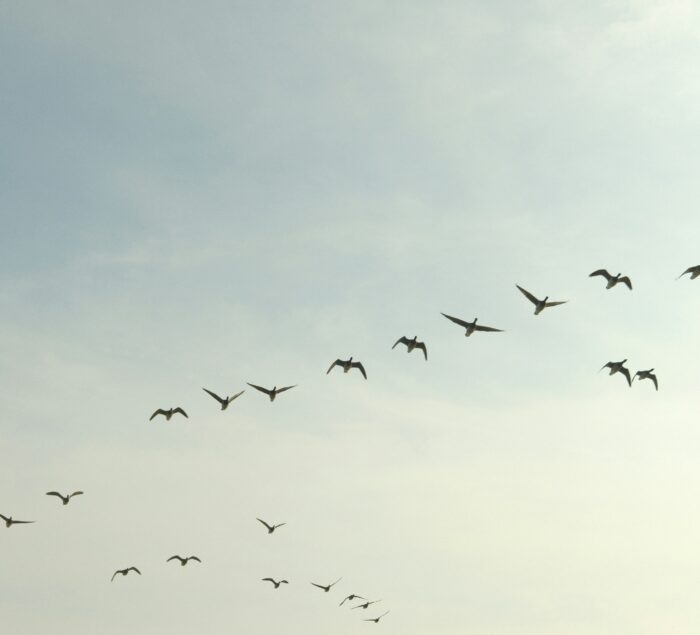 It might be challenging to find scientific data about bird migration through the Piedmont area of North Carolina but locals are very knowledgeable about their favorite species coming through the area in the fall. Local birder Doug DeNeve, from Forsyth Audubon, shared with me “I can tell you that there are vast numbers of birds migrating through here, representing dozens of species.”